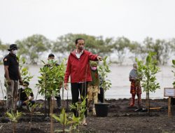 Tiba di Riau, Presiden Jokowi Tanam Mangrove di Pantai Raja Kecik