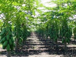 Manfaatkan Lahan Tidur, Petani Pepaya Kuansing Raup Keuntungan Rp6 Juta dalam Sepekan