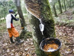 Harga Karet di Riau Pekan Ini Rata-Rata Turun