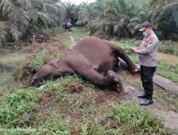 Seekor Gajah Ditemukan Mati di Tualang Mandau Bengkalis