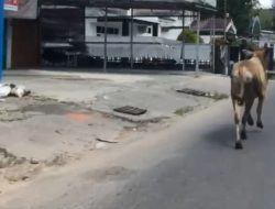 Sapi Kurban Kabur, Warga Sukajadi Pekanbaru Heboh dan Kejar-kejaran Selama 30 Menit