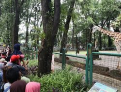 Libur Iduladha, Pengunjung Taman Margasatwa Ragunan Diprediksi Tembus 80 Ribu Orang