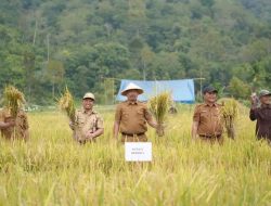 Produktivitas Petani Meningkat Dua Kali Lipat, Bupati Monadi Panen Raya di Talang Kemulun